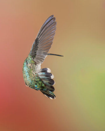 Hummingbird Manuevering in Flight with Flared Tail Feathersの写真素材