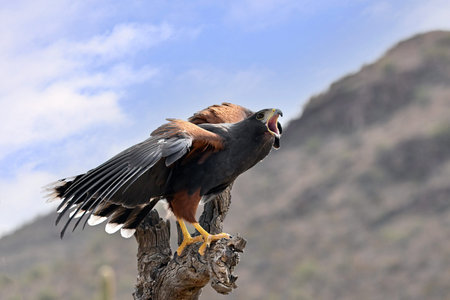 Harriss Hawk warning off an approaching Rival