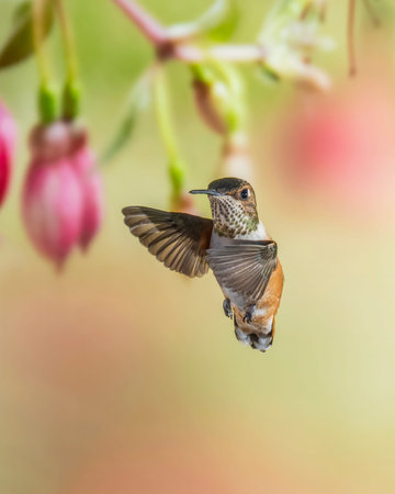 Immature Male Rufous Hummingbird in Flightの写真素材