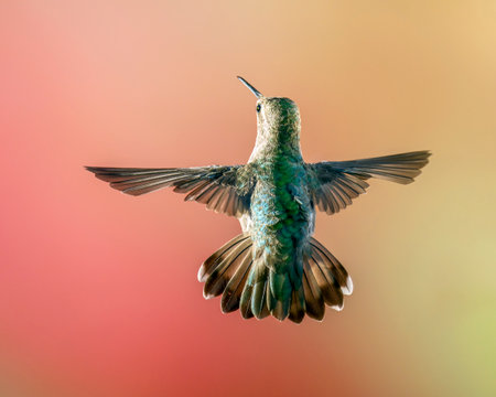 Hummingbird in Flight with Wings and Tail Flared, Female or Immature Maleの写真素材