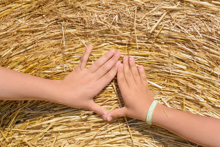 Hands of children on bale of hayの写真素材