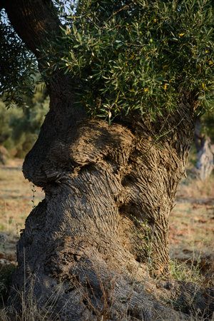 Tree trunk ancient olive tree in the land of apuliaの写真素材