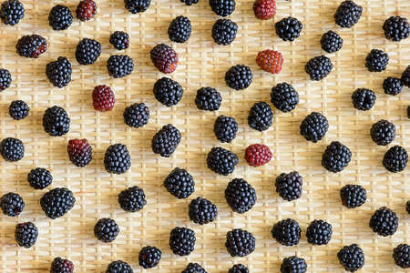 More collected from wild plant in the countryの写真素材