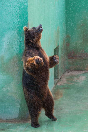 bear standing while you scratch my backの写真素材