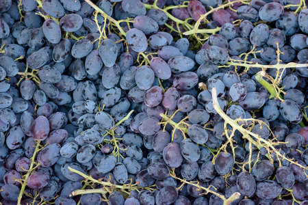 Grape table freshly picked in the vineyards of southern Italyの写真素材