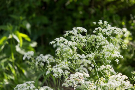 White Flower