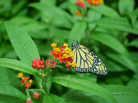 Monarch butterfly foraging for nectar on a colorful orange and yellow flower viewed from the side...