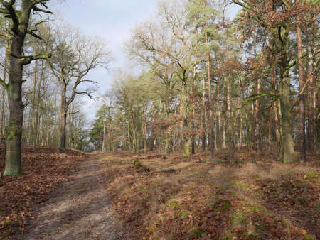 Dirt track through winter or late autumn woodland with bare branched deciduous trees with lichen and fallen dead leaves on the ground on a sunny dayの写真素材