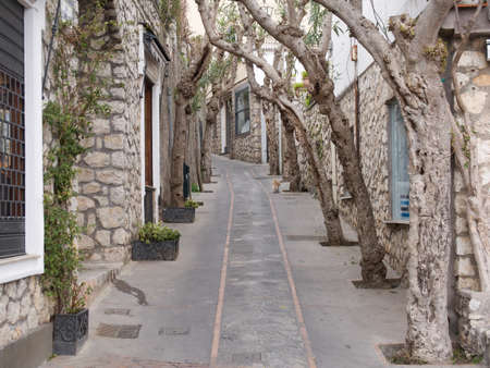 Gnarled trees forming an arch over a walkway or narrow lane between stone walled townhouses in a receding viewの写真素材