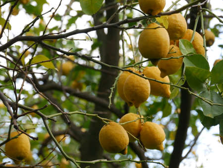 Close up of yellow lemons ripening on a citrus tree in a garden or crop in an orchard on a farmの写真素材
