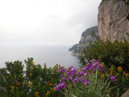 Picturesque seascape with low clouds, steep cliffs and purple flowers with foliage in foregroundの写真素材