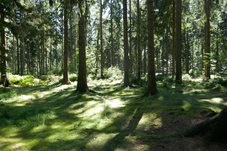 Green forest floor with shadows of trees on sunny day, and tall conifer tree trunks in the woodsの写真素材