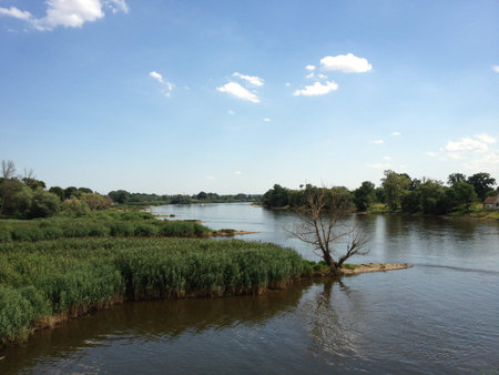 Lush vegetation on the bank of a river with an old leafless tree on a projecting spit of sand on a...