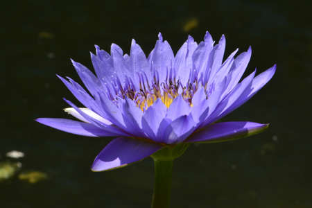 Lotusの写真素材