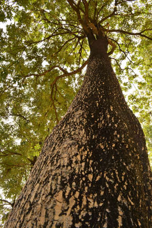 Climb to topの写真素材