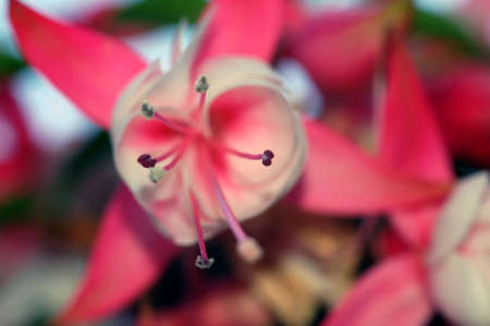 flowerの写真素材