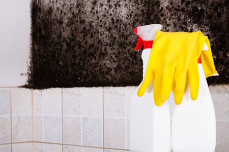 Preparation for the removal of mold and yellow gloves against the mold on wall.の写真素材