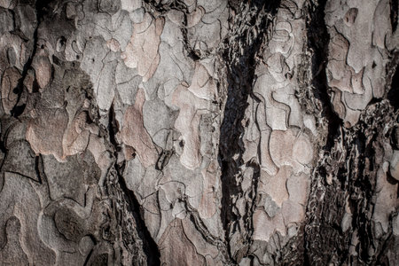 Tree bark background, old vintage style.