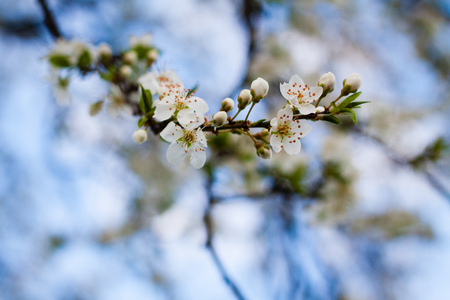 White flowers on the twigs , early spring flowering tree .の写真素材