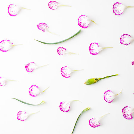 Carnation flowers for mother's day or women's day.Flowers and petals lay flat on white.