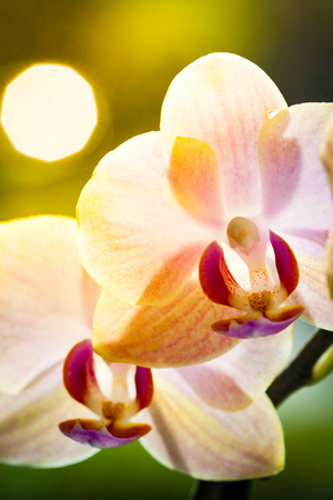 Orchid in the rays of sunset.の写真素材