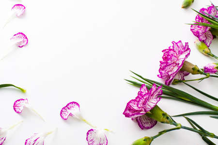 Carnation flowers for mother's day or women's day.Flowers and petals lay flat on white.の写真素材