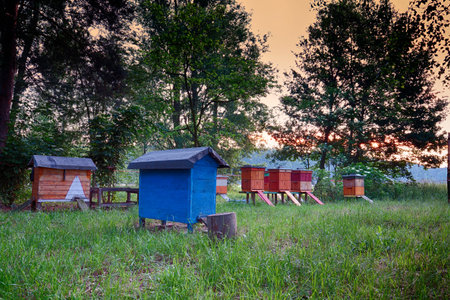 Landscape with beehives in the foreground, at sunrise.