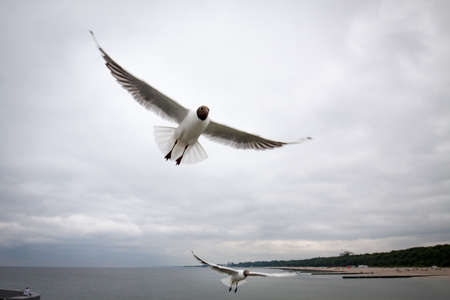 Seagull flying on the sea coast, Baltic, Poland.の写真素材