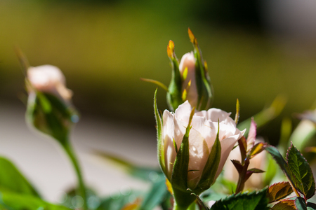 Immature pink roses.の写真素材