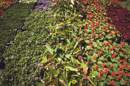 Seedlings of flowers in baskets.の写真素材