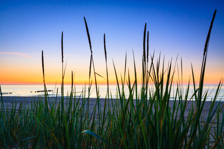 Seaside with tuft of grass, sand dunes and colorful sky at sunset.の写真素材
