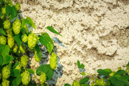 Creeping up hop on old wall with copy space for your text.