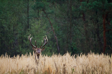 Red deer stag looking around in a forest clearing.の写真素材