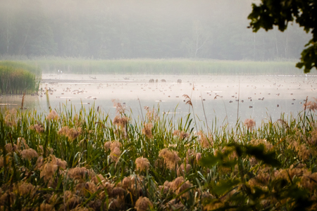 Marshy wetlands with many wild animals and birds.の写真素材
