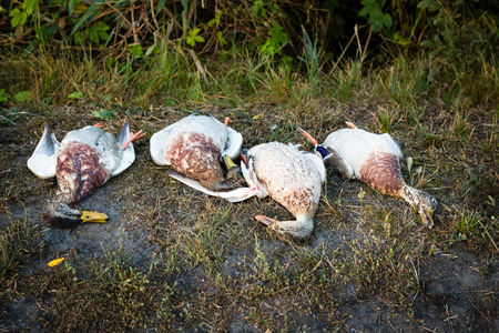 Trophy hunting for geese and ducks. Four dead duck lying on the grass.の写真素材