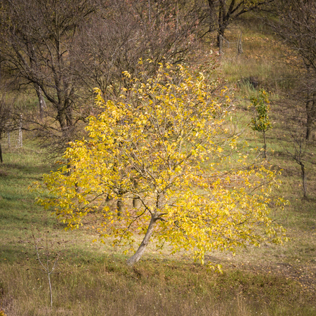 Autumn yellow tree in the orchard. Photography square.の写真素材
