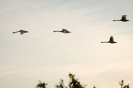 Flying swans in morning light tone.の写真素材