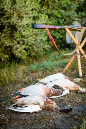 Dead ducks and hunting weapons. Trophy lying on the grass.の写真素材