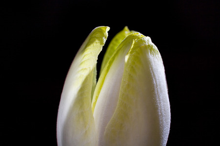 Fresh green endive for an healthy nutrition.の写真素材