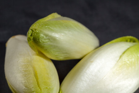 Fresh green endive for an healthy nutrition.