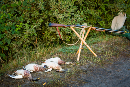 Dead ducks and hunting weapons. Trophy lying on the grass.の写真素材