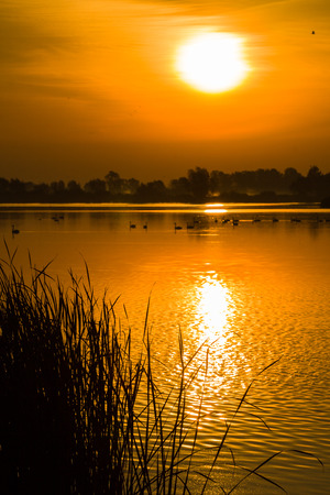 Sunrise over the surface water of lake with floating birds and curtain clouds in the red sky.の写真素材