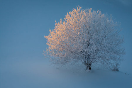 Top view of alone frozen tree on winter field.の写真素材