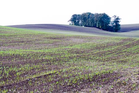 Moravian wavy fields with islands of tree in Czechia.の写真素材