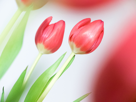 Beautiful bouquet of tulips, spring flowers on white background.の写真素材