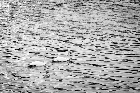 Swans swimming on the water in nature at black & white photography.の写真素材