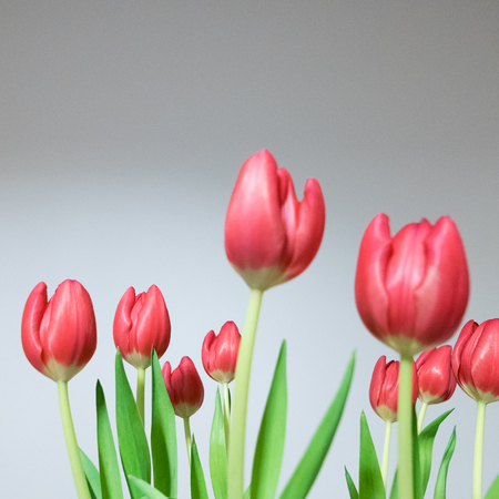 Beautiful bouquet of tulips, spring flowers on white background.の写真素材