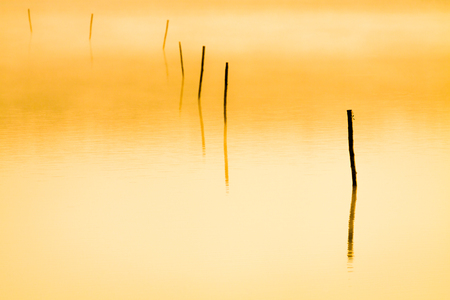 Piles in the lake at morning fog and sun rays.の写真素材