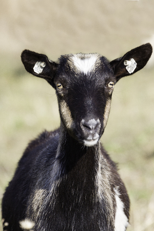Portrait of a black goat without horns. Farm animal.の写真素材