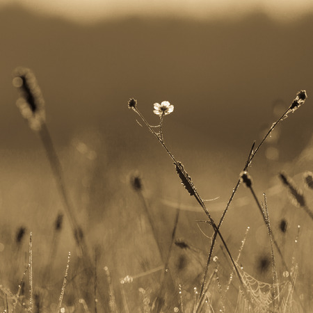 Small meadow flowers with water drops in morning sun rays.の写真素材